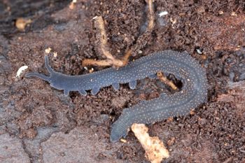 Media type: image; Invertebrate Zoology 29204